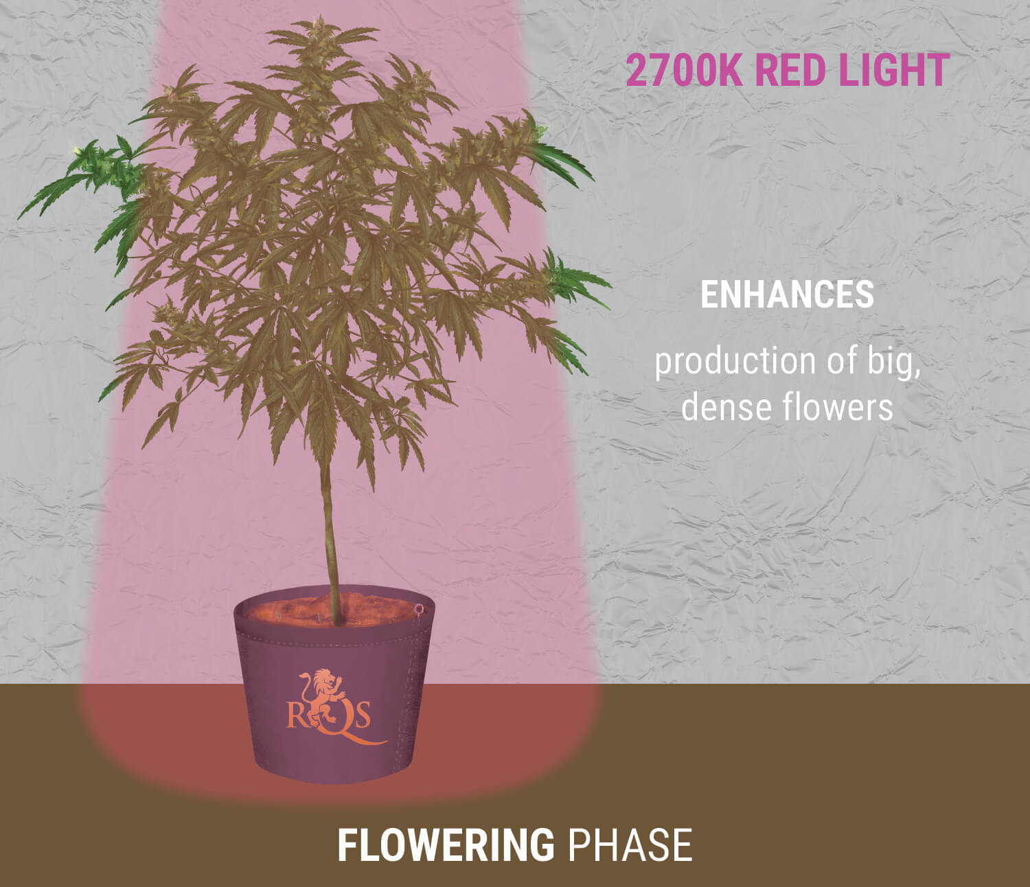 The Perfect Light Schedules For Autoflower Cannabis - RQS Blog